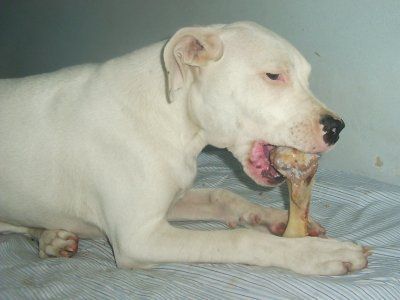 Dogo Argentino Raubtier *gg*