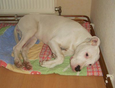 Dogo Argentino bin ich nicht lieb?