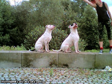 Dogo Argentino jochen&wallace(wenn der vater mit dem sohne)