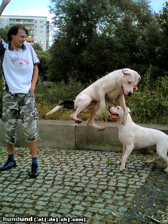 Dogo Argentino jochen&wallace jippi ein kängeruh