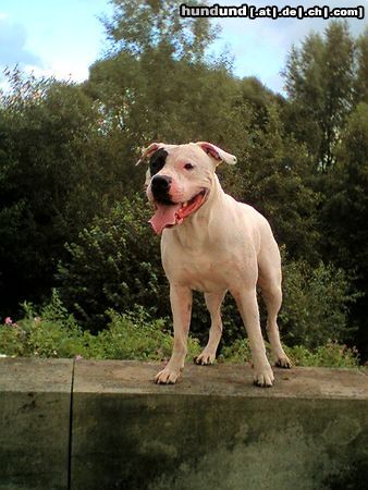 Dogo Argentino jochen,vater von wallace