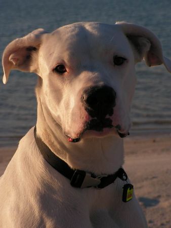 Dogo Argentino Portrait in der Sonne