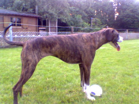 Dogo Argentino Dogomix für WM 2006