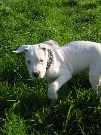 Dogo Argentino tara 