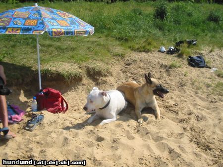 Dogo Argentino jenny und leila am strand