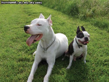 Dogo Argentino Venga und Sparky