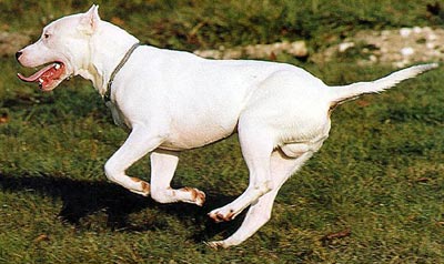 Dogo Argentino