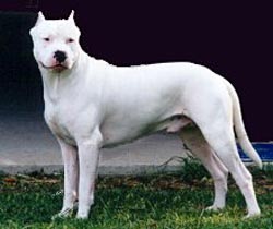 Dogo Argentino