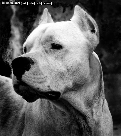 Dogo Argentino NIX