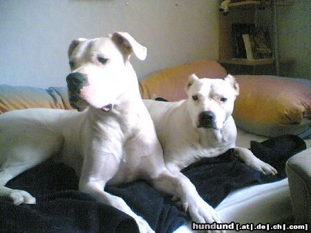 Dogo Argentino Die besten Freunde