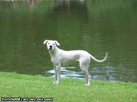 Dogo Argentino Diego