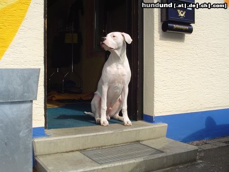 Dogo Argentino das ist mein Studio!