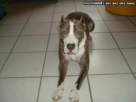 Dogo Argentino Mir ist langweilig