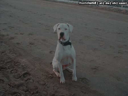 Dogo Argentino uxor