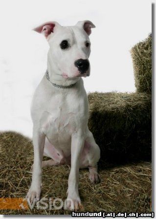 Dogo Argentino Das ist Tequila,ein super Familienhund