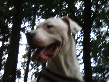 Dogo Argentino Vodka