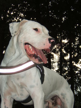 Dogo Argentino Vodka