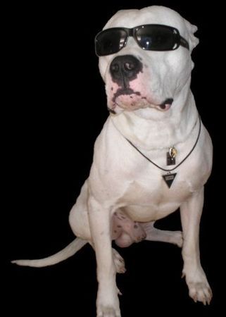 Dogo Argentino Hi, ich bin Nero, Dogo aus Frankfurt, besuche meine Webseite!!!