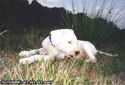 Dogo Argentino Puellae Fortes Ardito 