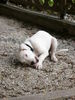 Dogo Argentino Hund