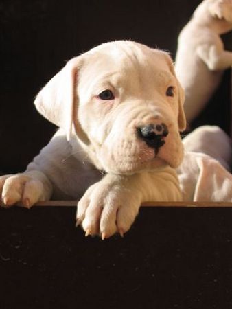 Dogo Argentino De La Belleza Blanca