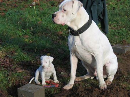 Dogo Argentino De La Belleza Blanca