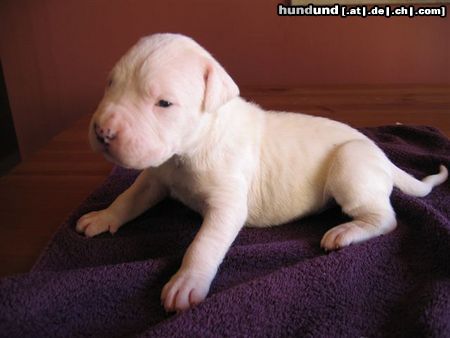 Dogo Argentino New PUP