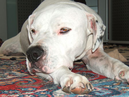 Dogo Argentino kaiser