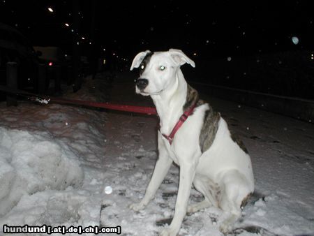 Dogo Argentino luna 7 monate