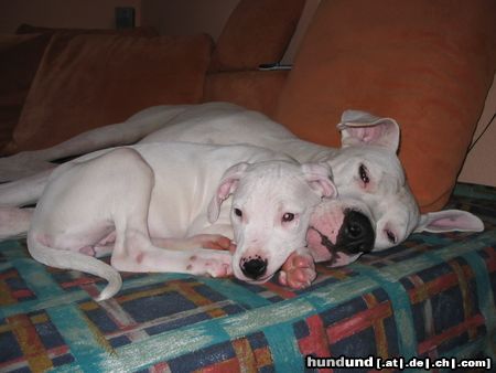 Dogo Argentino Diego und Shakira