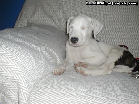 Dogo Argentino müde