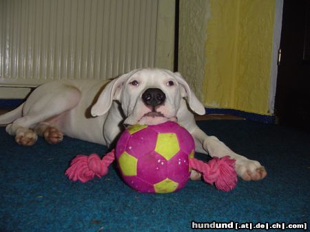 Dogo Argentino Mein Ball