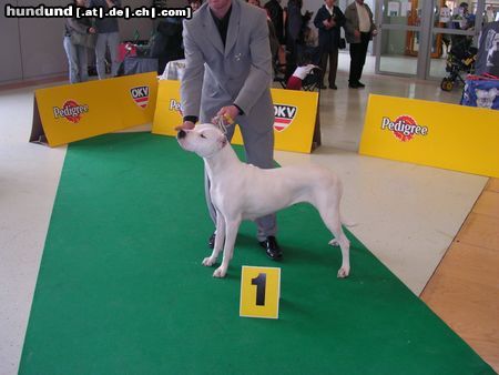 Dogo Argentino ÖCH Ogi Fochris auf der Austellung in Wieselburg in NÖ