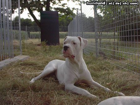 Dogo Argentino De La Belleza Blanca - Belgium