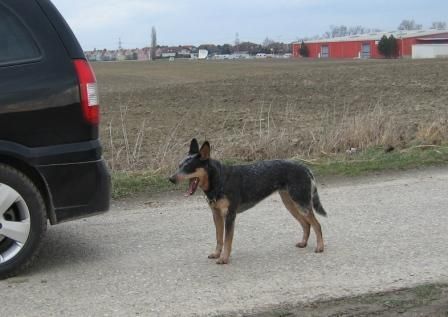 Australian Cattle Dog Sydney nach dem Laufen