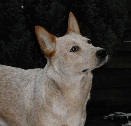 Australian Cattle Dog Belicimo des Poenjaap-Shari  