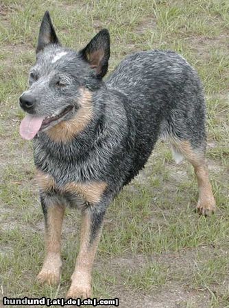 Australian Cattle Dog Unsere Pepsie - FCI WELTJUGENDSIEGERIN 2003