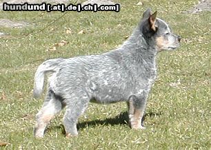 Australian Cattle Dog Cadee Des Poenjaap im alter von 8 wochen.im Besitz von Familie Widula &  Familie Klimasch (Enchantment ACDs)