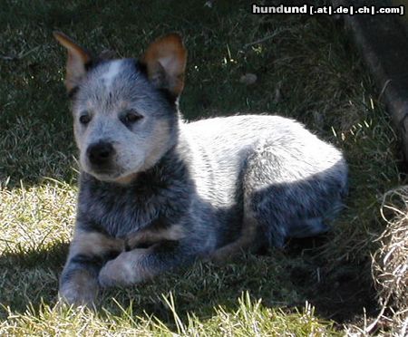 Australian Cattle Dog Cadee Des Poenjaap im alter von 8 wochen. Im Besitz von Familie Widula &  Familie Klimasch (Enchantment ACDs)