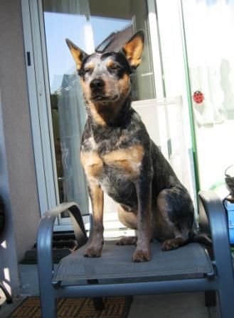 Australian Cattle Dog Sydney in der Sonne