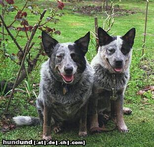 Australian Cattle Dog Jessy und Buddy meine zwei Freunde