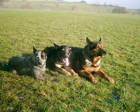 Australian Cattle Dog Tobi und seine Freunde