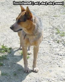 Australian Cattle Dog Amy