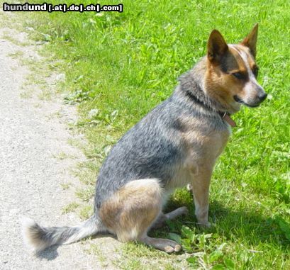 Australian Cattle Dog Amy