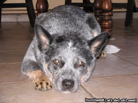 Australian Cattle Dog Carben Copys Blue Ghost geb. 23.07.2001