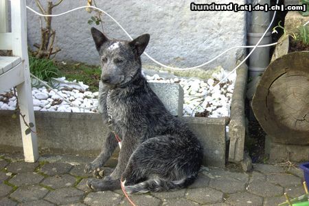 Australian Cattle Dog Rocky 6 Monate