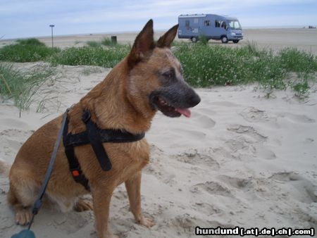 Australian Cattle Dog Ein Cattle Dog in Dänemark