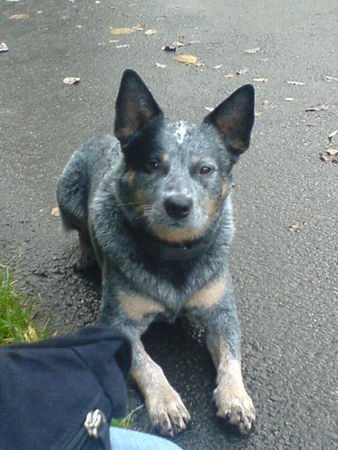 Australian Cattle Dog Isidor von der Siegquelle