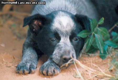 Australian Cattle Dog Ellilein