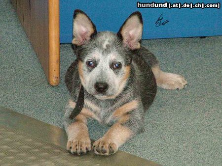 Australian Cattle Dog Erin Blue Hope of Cinderellas Farm mit 10 Wochen